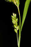 Inflated narrow-leaf sedge